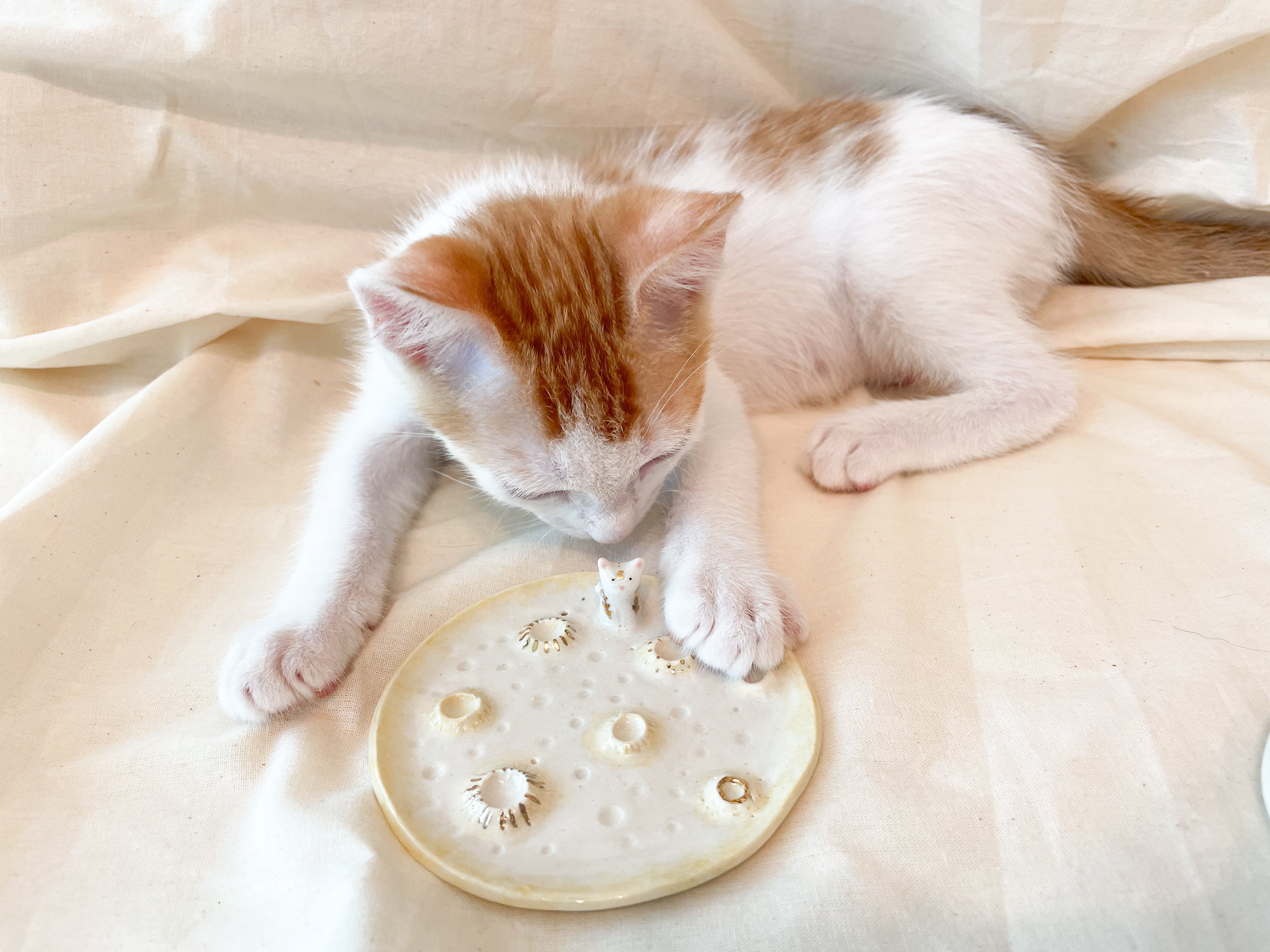 Gato Branco na Lua